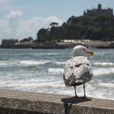 Cornwall 007